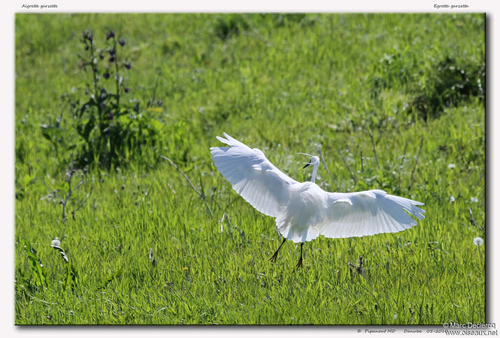 Aigrette garzette