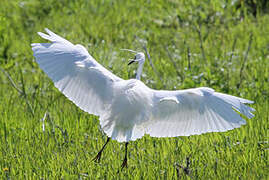 Aigrette garzette