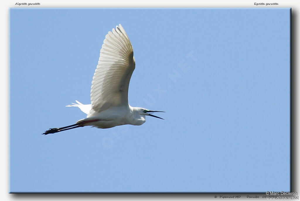 Little Egret, Flight