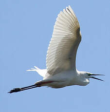 Aigrette garzette