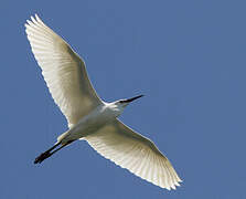 Aigrette garzette