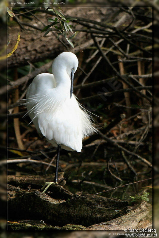 Aigrette garzette, identification