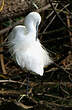 Aigrette garzette