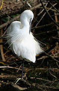 Little Egret