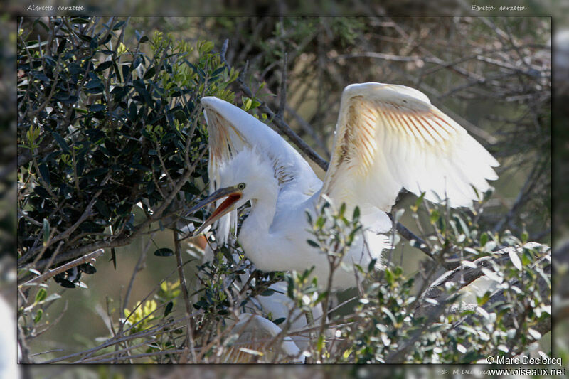 Aigrette garzettejuvénile, identification