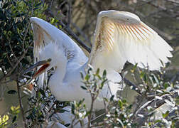 Little Egret