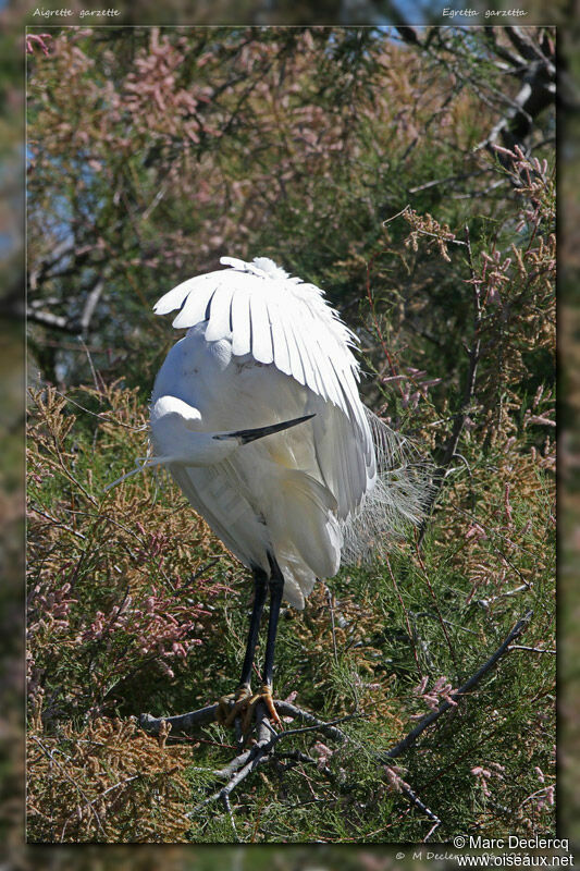 Little Egretadult, identification