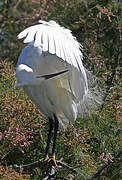 Little Egret