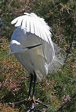 Aigrette garzette