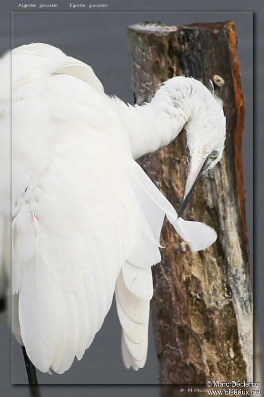 Little Egret