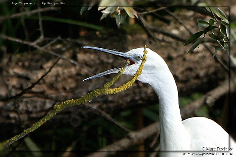 Aigrette garzette, identification, Comportement