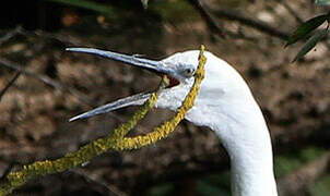 Little Egret