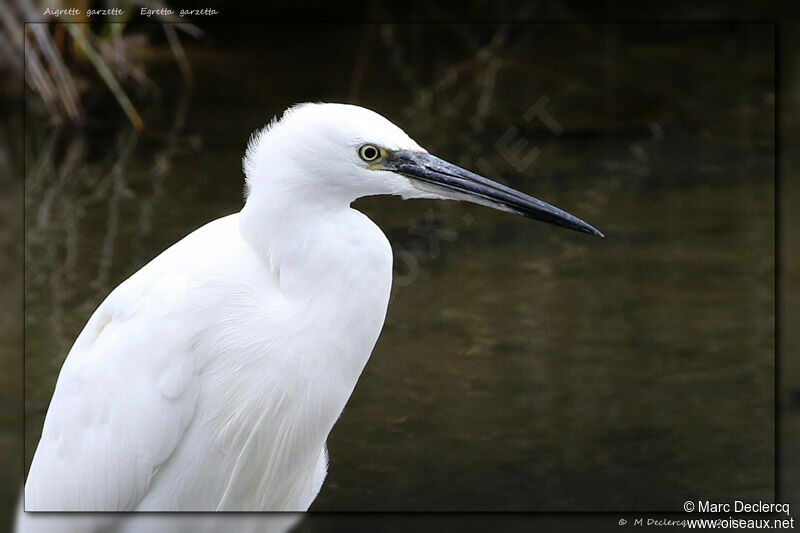 Aigrette garzette