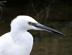 Little Egret