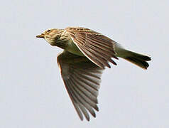 Eurasian Skylark