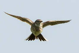 Eurasian Skylark