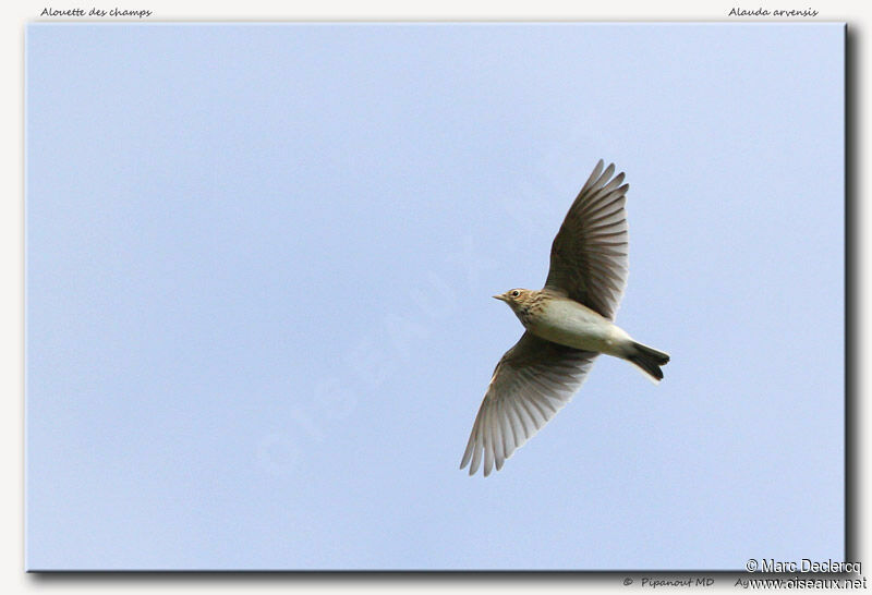 Eurasian Skylark, Flight