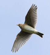 Eurasian Skylark