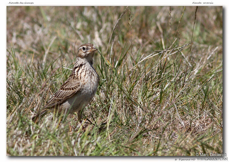 Eurasian Skylark, identification