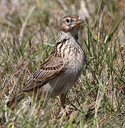 Eurasian Skylark