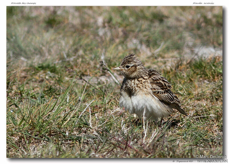 Eurasian Skylark, identification