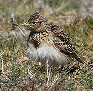 Eurasian Skylark