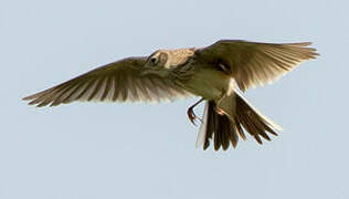 Eurasian Skylark