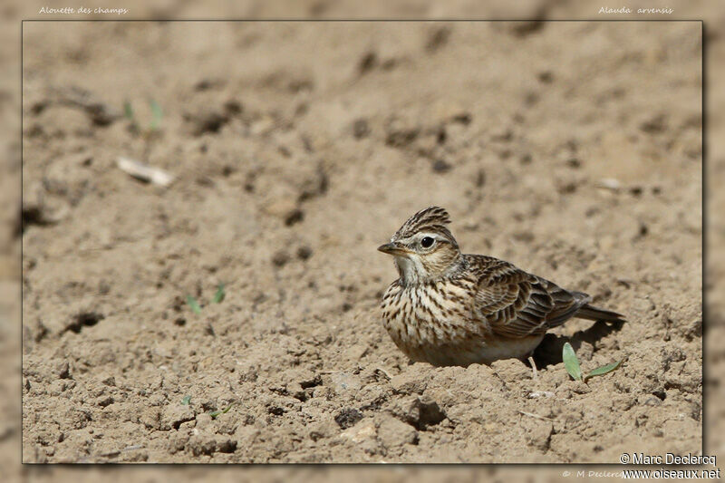 Eurasian Skylark, identification