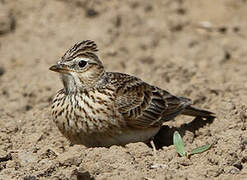 Eurasian Skylark