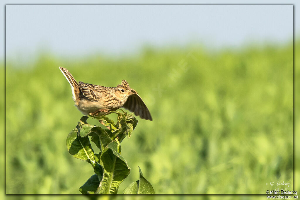 Alouette des champsadulte