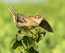 Eurasian Skylark