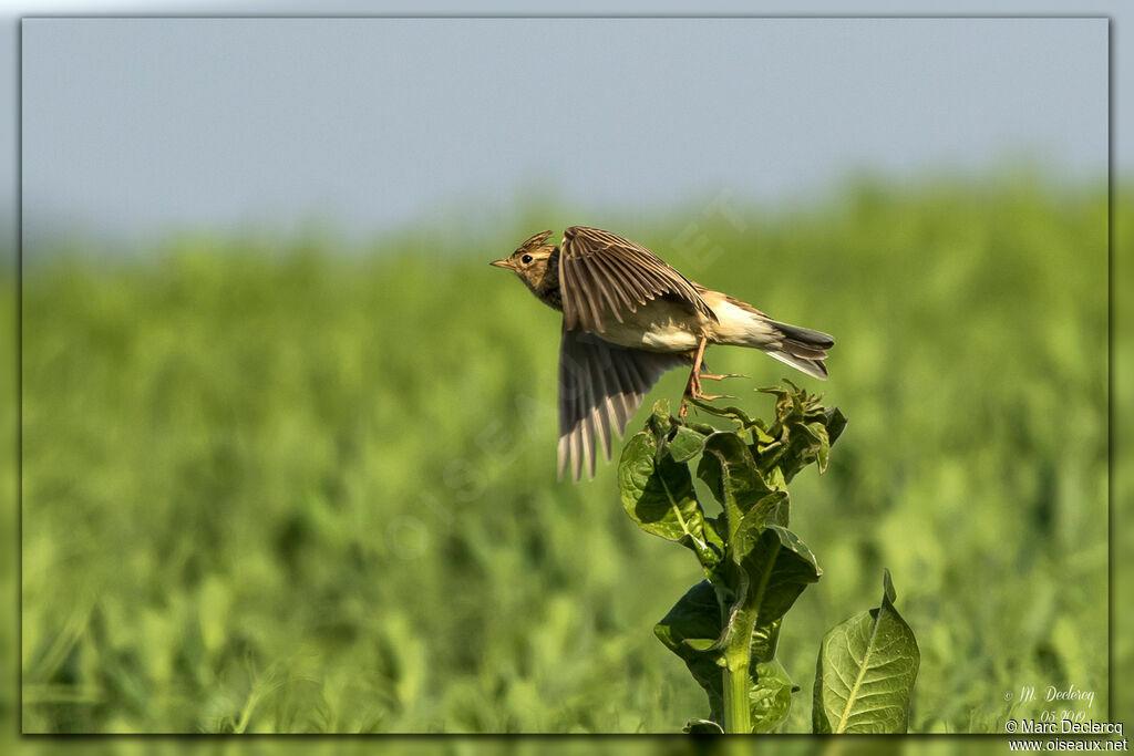 Alouette des champsadulte