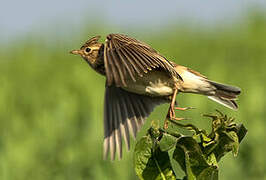 Eurasian Skylark