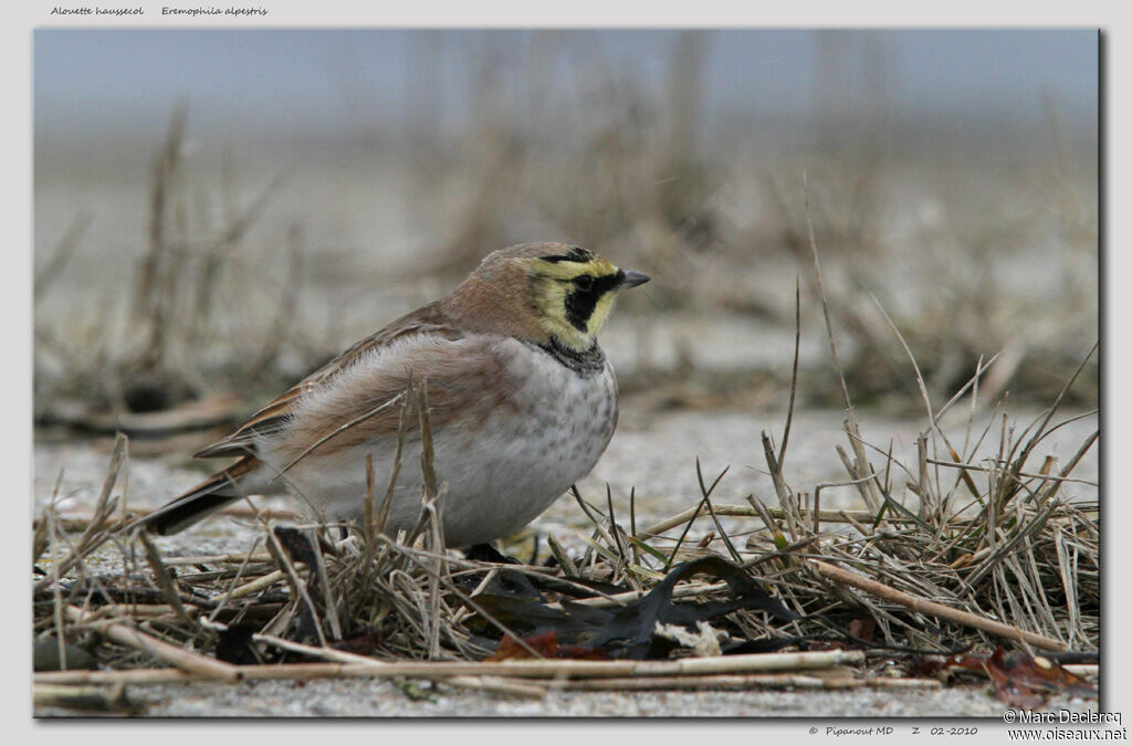 Horned Lark, identification