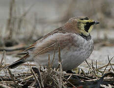 Horned Lark