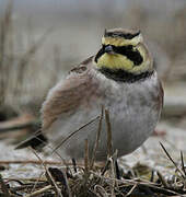 Horned Lark