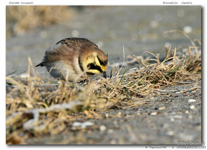 Horned Lark, identification