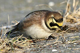 Horned Lark