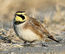 Horned Lark