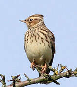 Woodlark