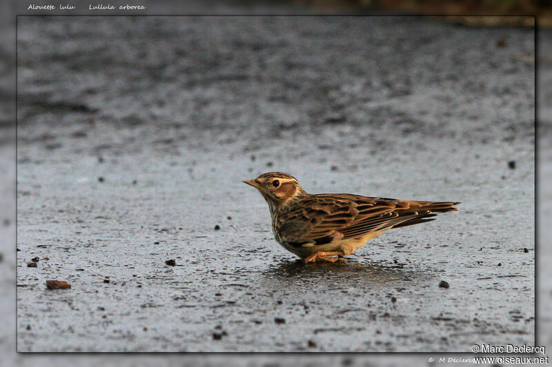 Woodlark