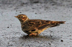 Woodlark