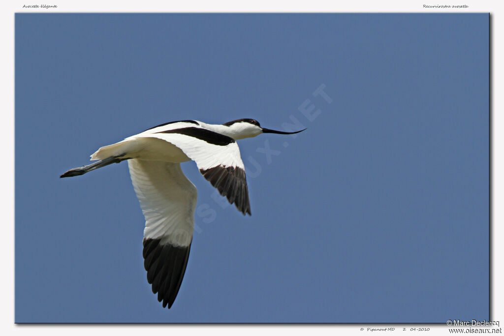 Avocette éléganteadulte, Vol