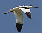 Avocette élégante