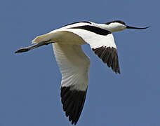 Avocette élégante