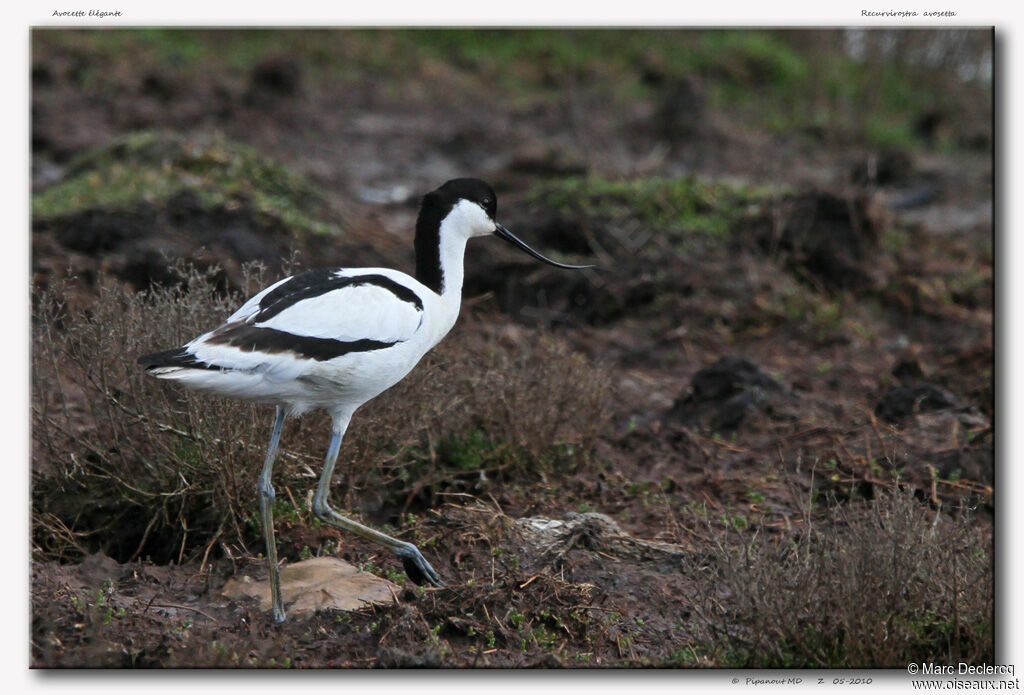 Avocette éléganteadulte