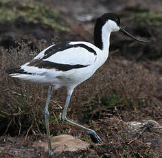 Avocette élégante