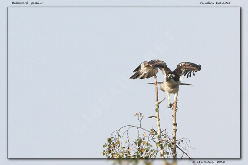 Western Osprey, identification