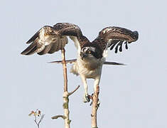 Western Osprey