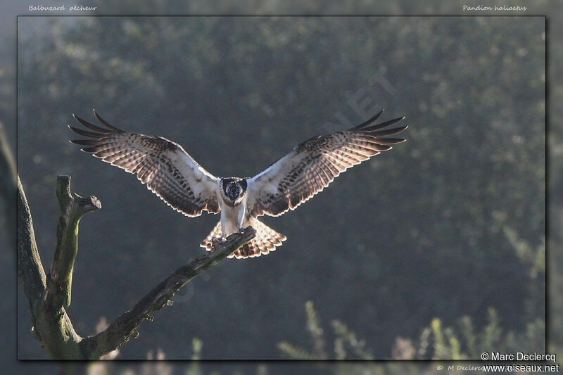 Western Osprey, identification